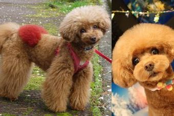 �r�уt�F���g