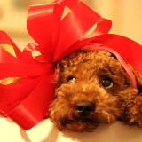 �v�`�t���R���q�t�h�ʐ^